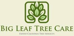 Big Leaf Tree Care